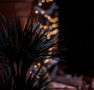 Vad är julgransplundring?