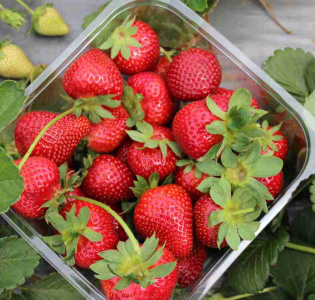 Håll jordgubbarna fräscha längre!