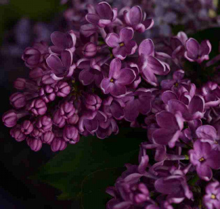 Syrener i maten ? Sommarens mest poetiska smak