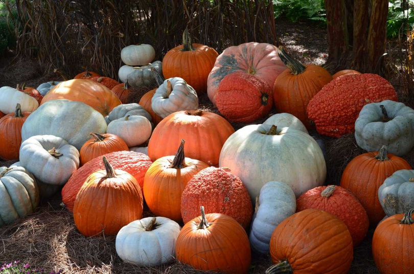 Skär en halloweenpumpa