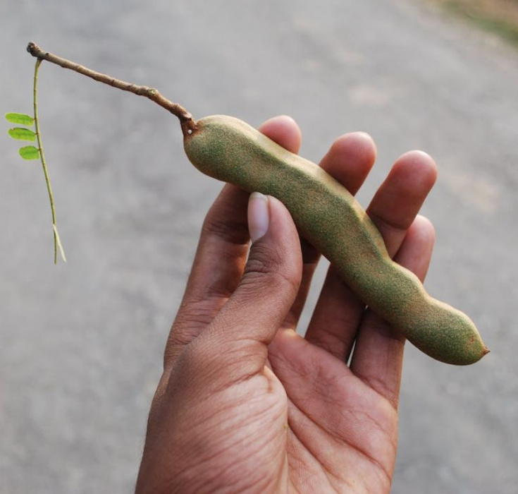 Vad r tamarind och hur kan man anvnda den?