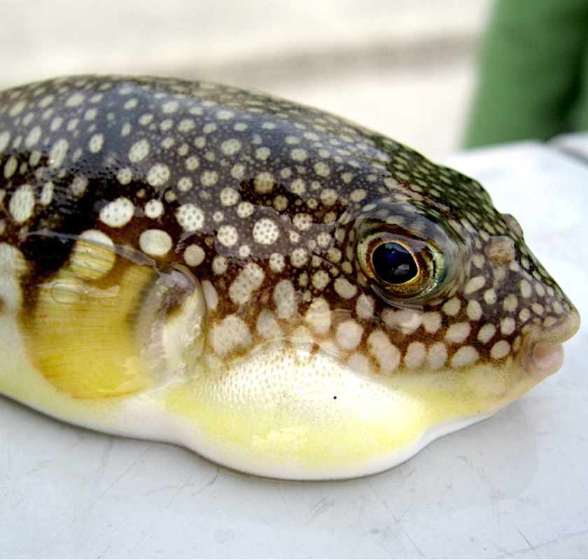 Fugu - blåsfisk - dödlig