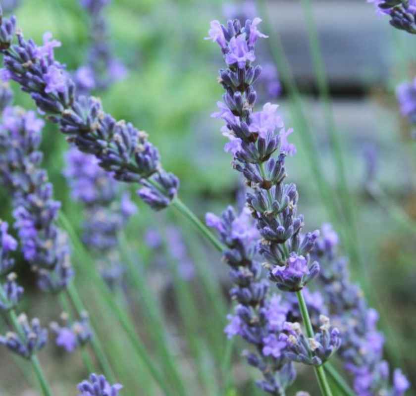 lavendel