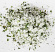 Flingsalt Ramslök Flingsalt Ramslök