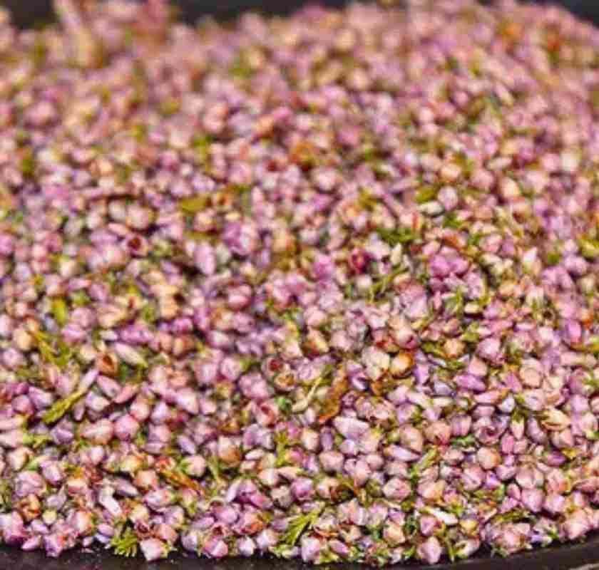 Blommor torka ljung, rosalila blomstr�ssel