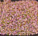 Blommor i rosa-lila, torkade ljungblommor Blommor torka ljung, rosalila blomströssel