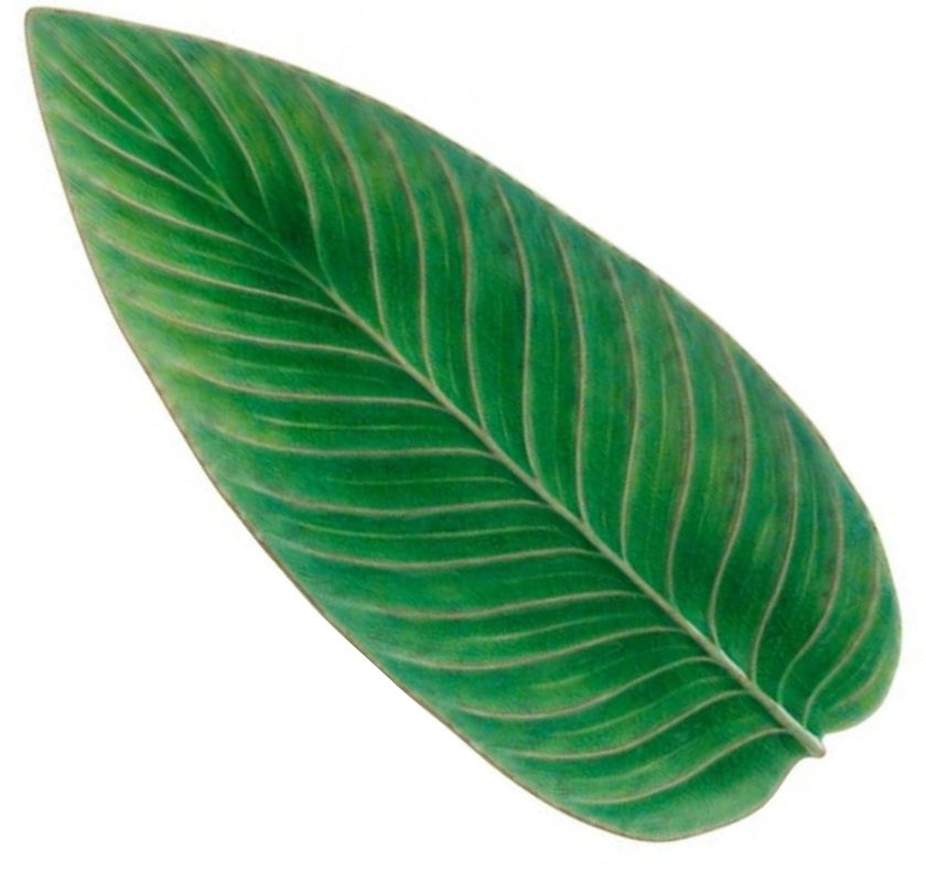 Blad papegojblomma costa nova riviera fat