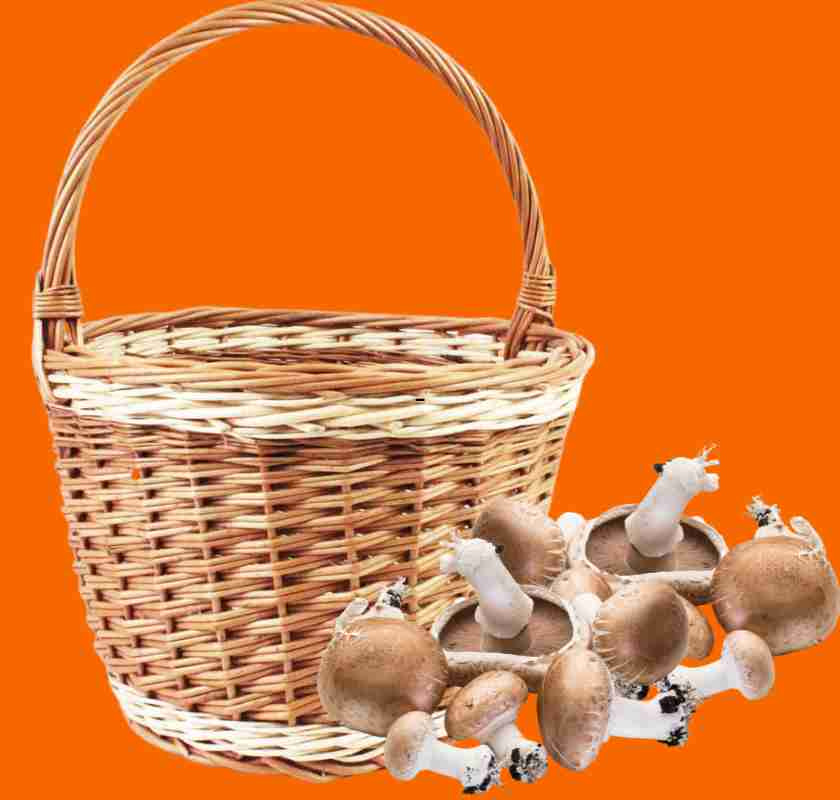 Svampkorg i pil med svamp mot orange bakgrund