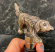 Flaskstopp hund Flaskstopp hund nosen fram