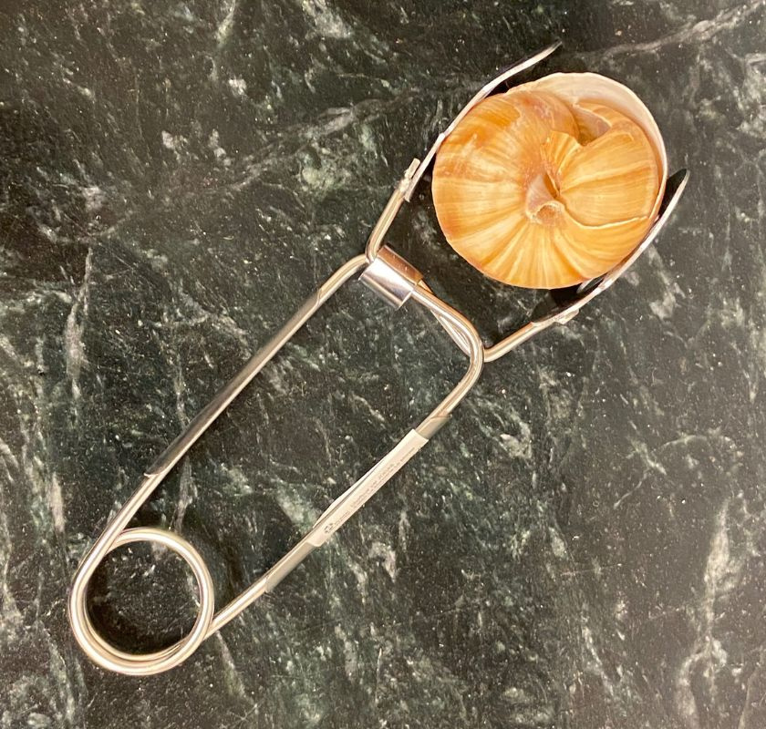 Snigelt�ng med sn�ckskal